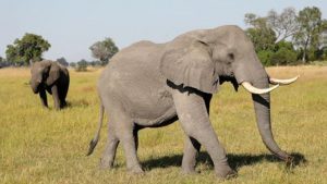 A pair of male elephants is seen in the Okavango Delta, Botswana.