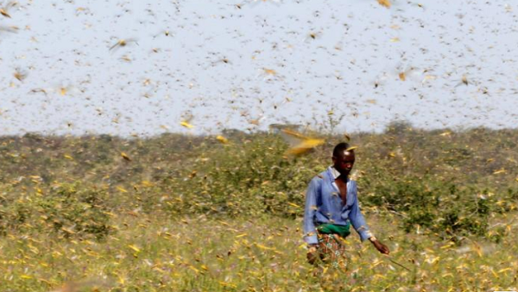Locust plague devastates crops in Horn of Africa - SABC News - Breaking ...
